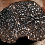 Trufa Fresca de Soria Segunda Categoría