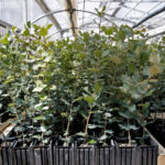 Plantón Encina (2 savias)