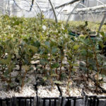 Plantón Encina (1 savia)