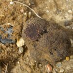 Trufa Fresca de Soria Primera Categoría